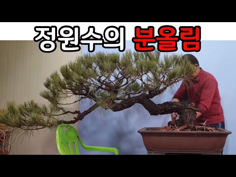 Bonsai Care Lesson 276: Pruning Pine Trees