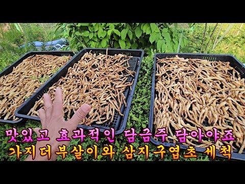 제 10278회 가지더부살이와 가장 궁합이 잘 맞는 약초와 담금주 담으려고 약초 산행을 다녀왔습니다