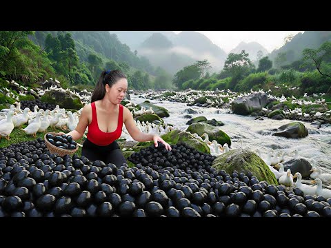 Harvesting Million Black Duck Eggs & Go to Market Sell | 100 Days of Harvest Rare Eggs in the Stream