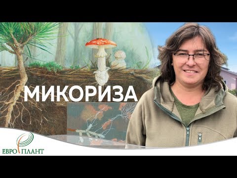 Размышление о микоризе, лесной подстилке и микоризных препаратах.