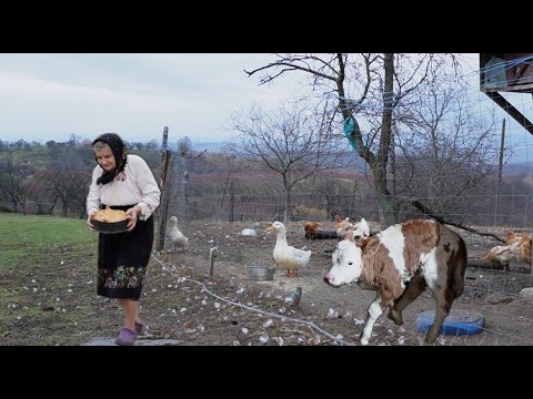 How a family lives with their animals on the mountain tops of the Carpathians.