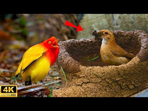 Top 15 Largest Animal Architects You Won't Believe Exist #strange | Toplora