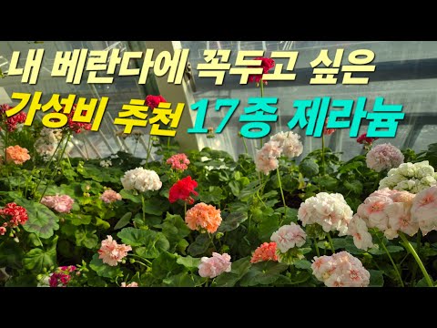 예쁘고 저렴한 가성비추천 17종 제라늄 소개해요🌸/ 지못미 제라늄 나눔 신청은 마감 되었어요  ❤️ #꽃 #베란다 정원#가드닝 #geranium