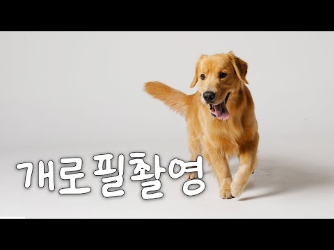 How to Photograph a Crazy Golden Retriever (Woody the Golden Retriever)
