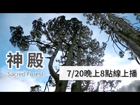 有看過撞到月亮的樹嗎？療癒又奧妙的森林【神殿】 柯金源｜Nature Documentary about  Taiwan's Graceful  Forest｜Bilingual Subtitles