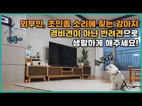 외부인 방문, 초인종 소리에 짖는 강아지, 경비견이 아닌 반려견으로 생활하게 해주세요! | 말티즈 우유 (1/2)