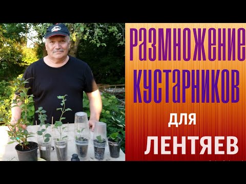 Размножение кустарников для лентяев.
