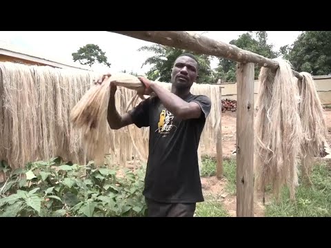 Ugandan startup unpeels the power of banana fibres