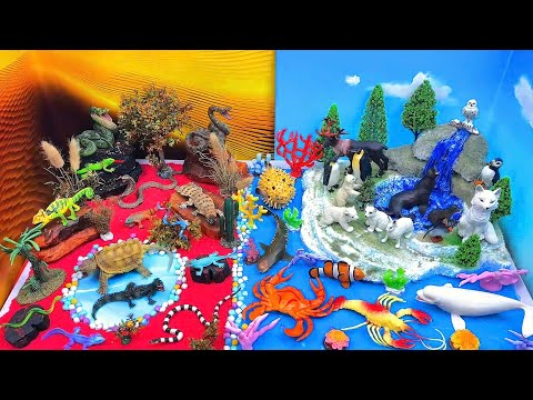 Explore Desert, Ocean & Arctic Animals 🌵🌊❄️🌈 | Diorama