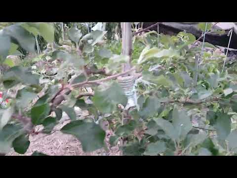 사과나무  꽃이 안피는  두가지 이유?