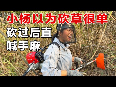 95后夫妻为建造养鸡场地，辛苦清除比人还高的杂草，小杨终于学会割草机的使用了