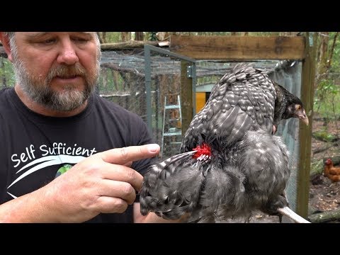 How to Stop Severe Chicken Bullying or Fighting