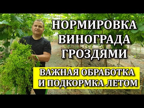 ВАЖНАЯ ОБРАБОТКА И ПОДКОРМКА ЛЕТОМ. НОРМИРОВКА ВИНОГРАДА ГРОЗДЯМИ