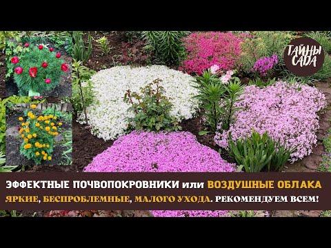 WE RECOMMEND TO EVERYONE! SPECTACULAR GROUNDCOVER FLOWERS. OUR GARDEN IN JUNE. VIEW, WALK, AND MU...