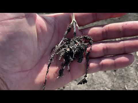 Кукурудза 2025! Технологія вирощування, живлення,гібрид, посів та схема захиста!