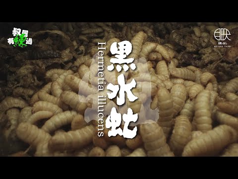 牠真的不是蛆！農牧廢棄物的最強清道夫！【叔屬有練過Ep.10 黑水虻ㄇㄥˊ】Hermetia illucens @movingtaipei #黑水虻 #生物科技 #環保