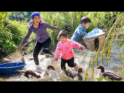 Single Mom & little Children Havest River fish by hand and Take care of Ducklings