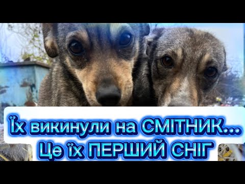 РЕАКЦІЯ ДВОХ ВИКИНУТИХ на СМІТНИК ЦУЦЕНЯТ на ПЕРШИЙ СНІГ ❄️ | УТЕПЛЯЄМО ЇМ БУДИНОЧОК🏠