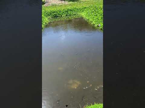 Jeffrey Epstein feeds the fish on his Island