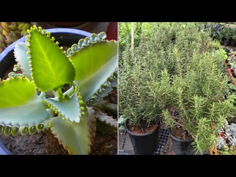 15 Incredible Medicinal Plants You Should Have at Home