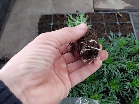 Список цветов которые легко укореняются