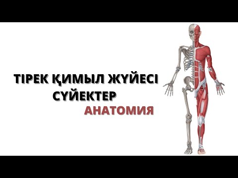 ТІРЕК ҚИМЫЛ ЖҮЙЕСІНЕ ШОЛУ | СҮЙЕКТЕР АНАТОМИЯСЫ  | БАС СҮЙЕГІ