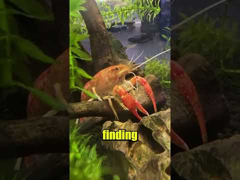 I saw something crazy in my tank...