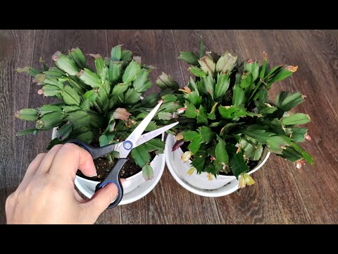 DO THIS IN JULY with the DECEMBERIST and it will bloom all year round