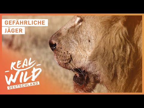 Ganze Doku - Die gefährlichsten Tiere der Welt