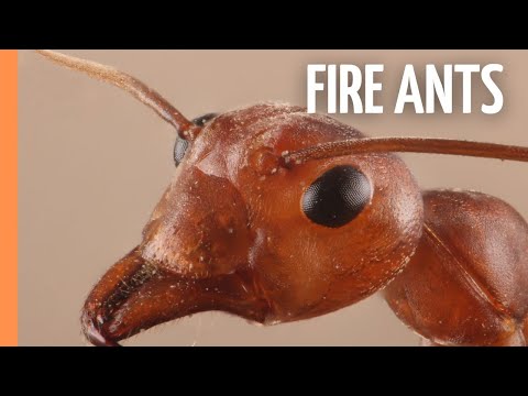 Fire Ants - Most succesful creature that has ever lived | Full Episode