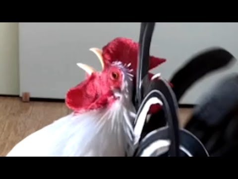 Chicken gets mad when my daughter goes to school