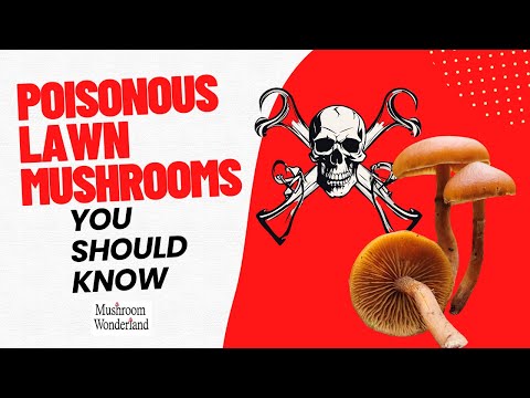 Poisonous Lawn Mushrooms You Should Know