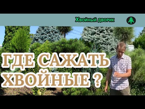 Где сажать хвойные растения на солнце,в полутень или в тень? питомник "Хвойный дворик"