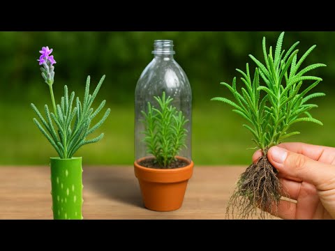 🟣 How to Root Lavender. Quick and Easy