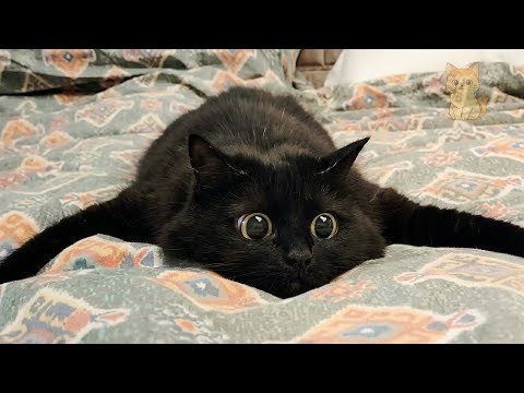 Funny Video About Cute Cats 😹 The Funniest Moments Of Beautiful Cats