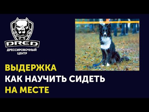 Как научить собаку выдержке | Обучаем выдержке | Сидеть на месте | DRED