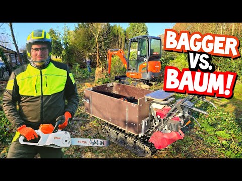 Felling Trees with Dad