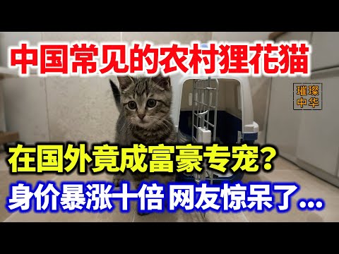 中国常见的农村狸花猫,在国外竟成富豪专宠？身价暴涨十倍 网友惊呆了...#璀璨中华 #中国新闻 #中国制造 #最新消息 #中国狸花猫 #宠物 #可爱