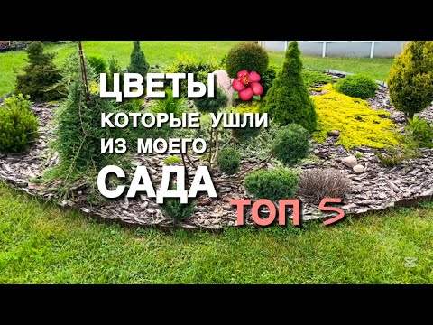 ЦВЕТЫ, которые ушли из моего сада ТОП 5