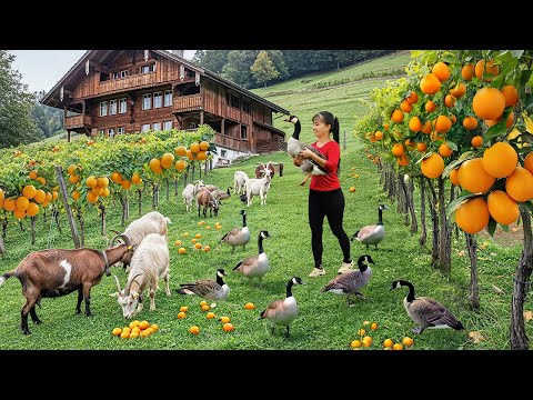 Harvesting Vegetables, Raising Poultry and Livestock Go to Market Sell – Beautiful Countryside Life