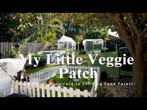 How I Turned My Back Yard Into a Thriving Food Forest in One Year