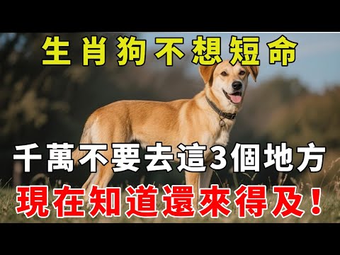 生肖狗不想短命, 千萬不要去這3個地方 ,現在知道還來得及!#生肖運勢#橫財運勢#命理分析#風水布局
