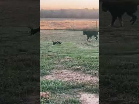 #cutecat #cat #cats #catlover #catvideos #catlovers #catshorts #funnycats #funnyvideos #cute #shorts