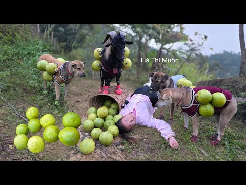 A Vietnamese girl brings pomelos to the market to sell for a living, along with her dog and goat.