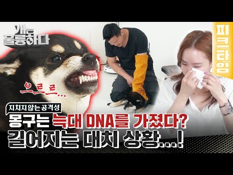 [#피크타임] 늑대하고 똑같네요... 개가 아닌 몽구, 그래도 희망이 있을까요? | #개는훌륭하다 | KBS 220627 방송