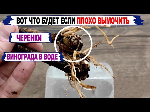 🍇 Без ЭТОГО НИКОГДА ХОРОШО не укореняются ЧЕРЕНКИ винограда. Сколько вымачивать черенки в воде.