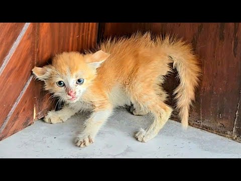 "Please don't hurt me", She cried as I came closer, unaware that I was bringing her love