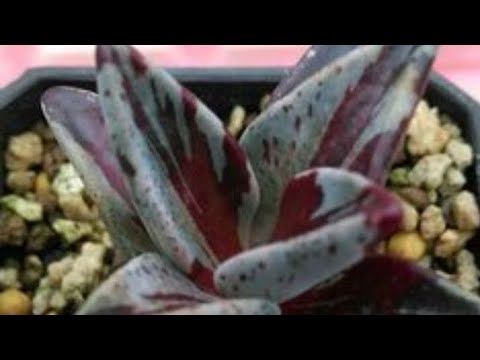 Новиночки суккулентов