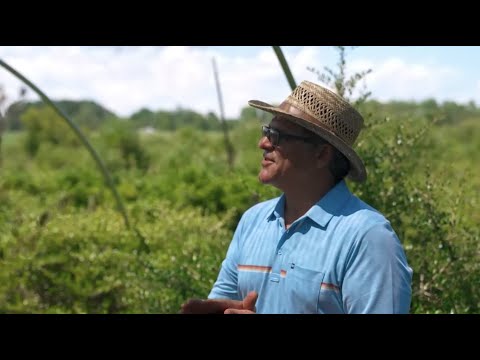 Yaupon Teahouse + Apothecary on PBS's Start Up