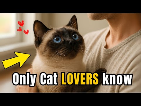 15 Signs You’re a True Cat Whisperer